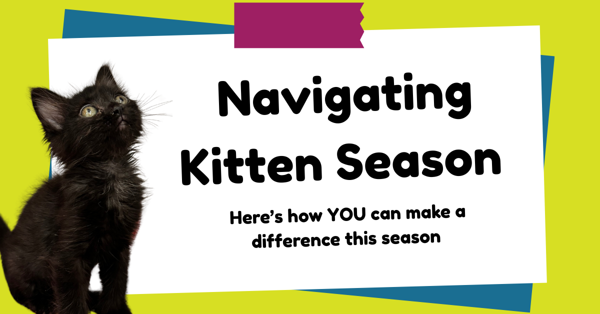 Navigating Kitten Season – Heidi's Village