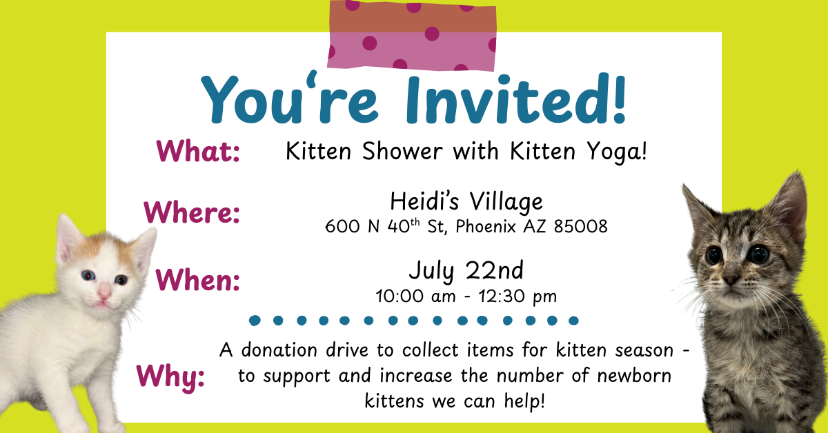 Navigating Kitten Season – Heidi's Village
