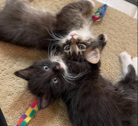 Navigating Kitten Season – Heidi's Village