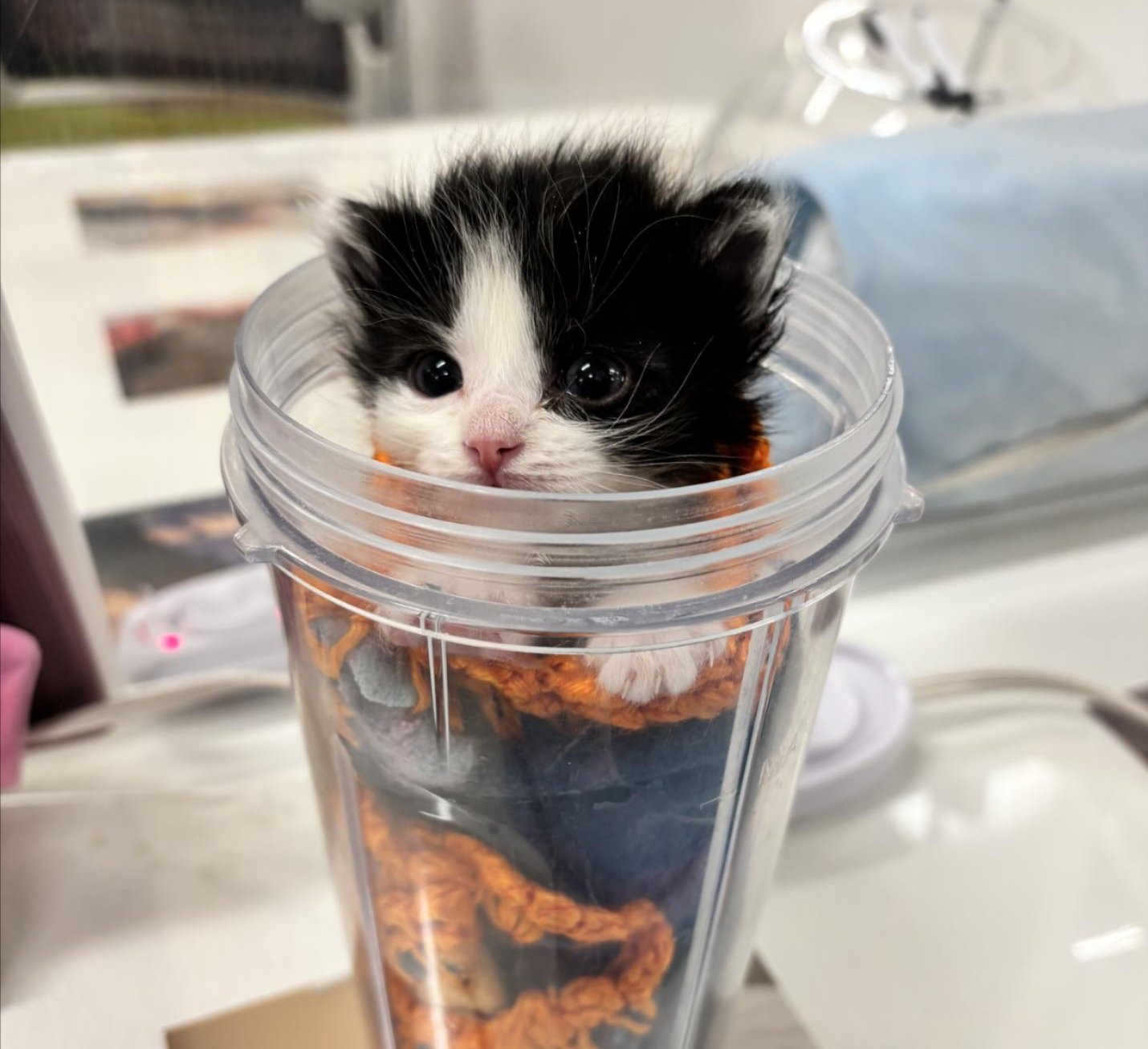 Navigating Kitten Season – Heidi's Village