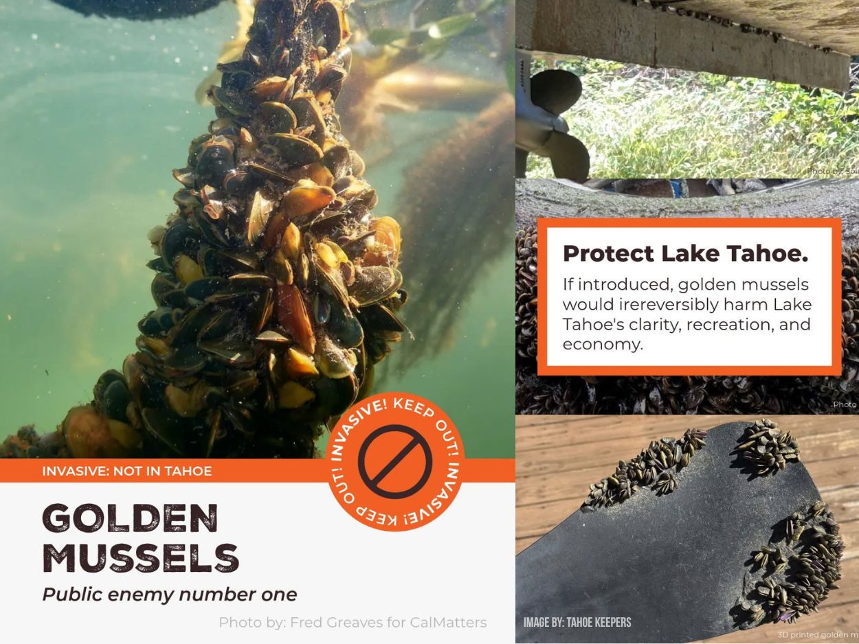 golden mussels threatens Lake Tahoe
