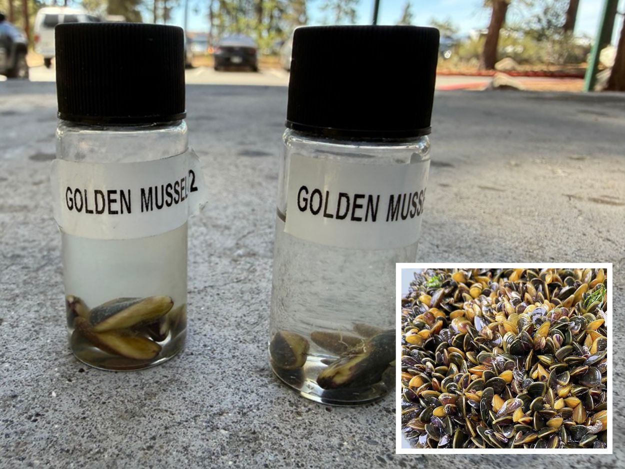 GOLDEN MUSSELS