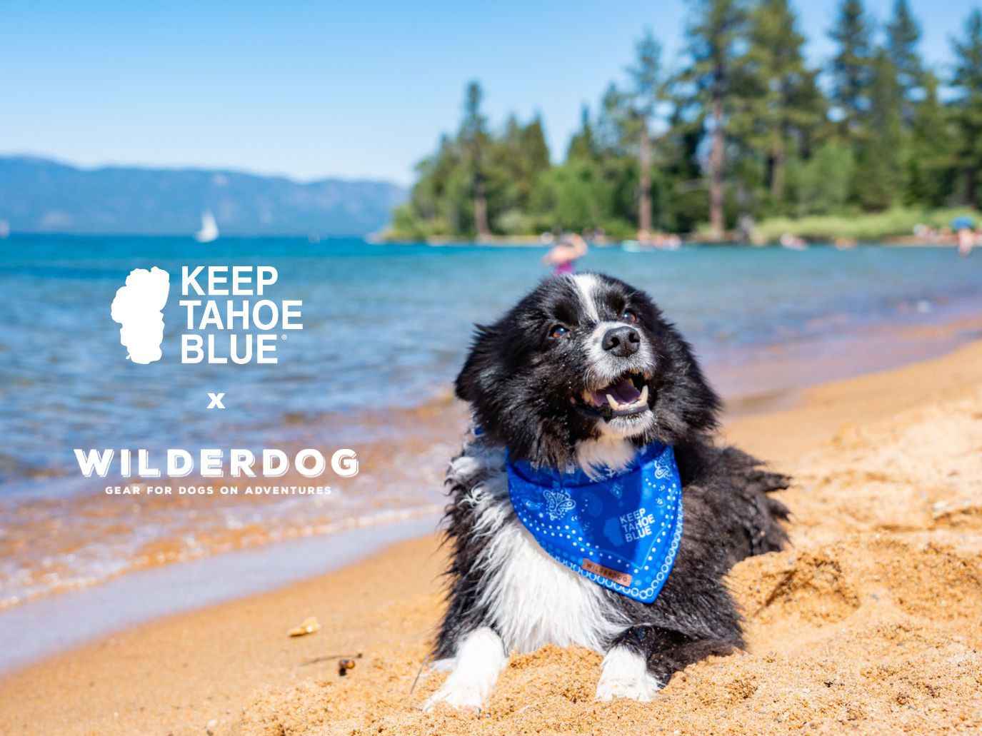 Keep Tahoe Blue X Wilderdog