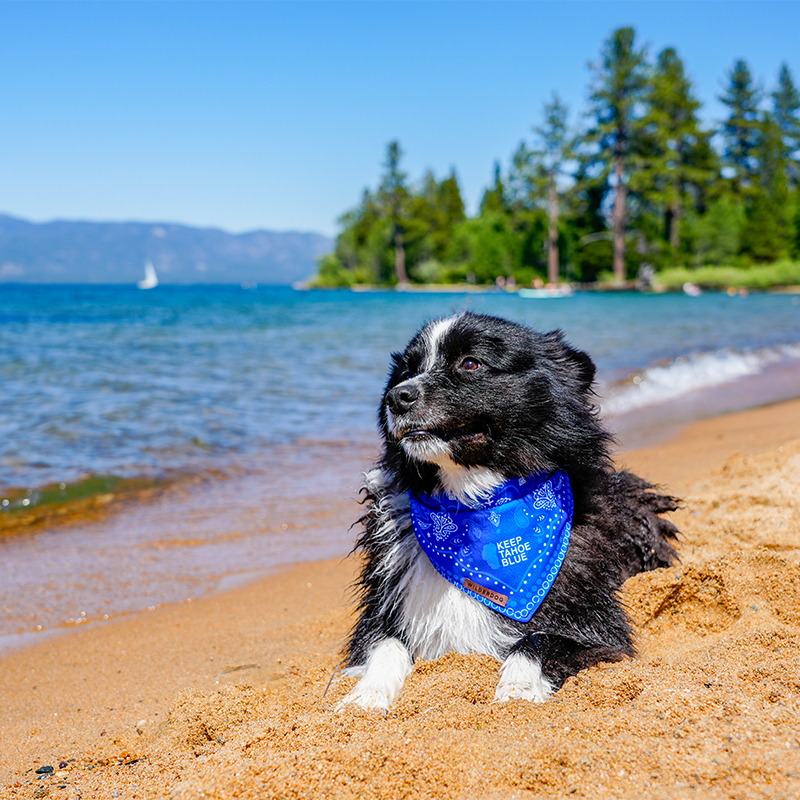 wilderdog x Keep Tahoe Blue Tahoe Trails & Tails cleanup