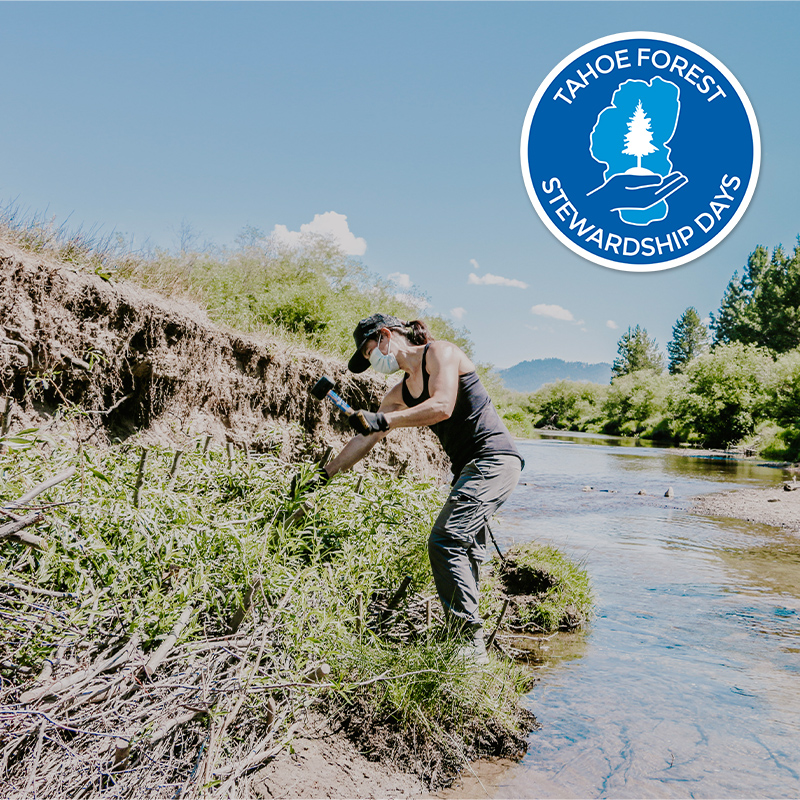 Tahoe Forest Stewardship Day - Spring - June 13, 2026