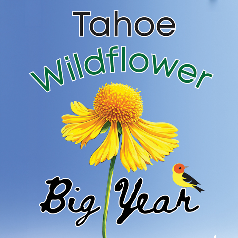 Image for Tahoe Wildflower big year celebration | April 2, 2026