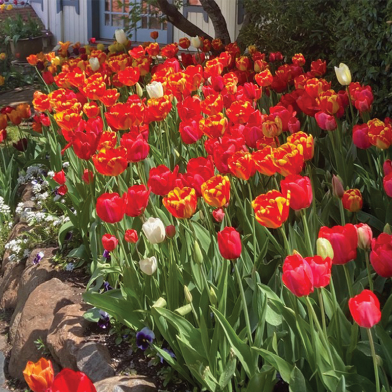 Tahoe Truckee Earth Day Festival | April 25, 2026