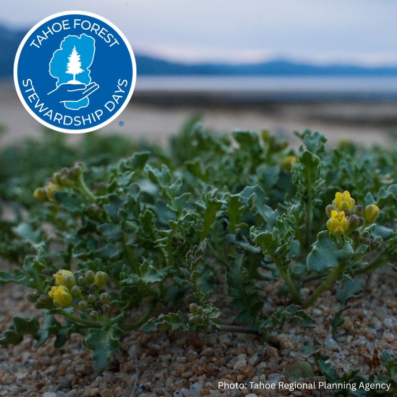 tahoe yellow cress restoration event at baldwin beach image