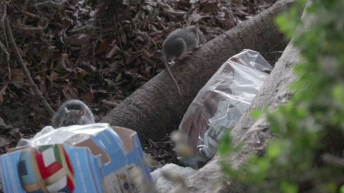 Rats